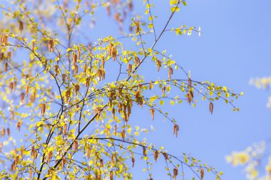 Birch bahar dallarında