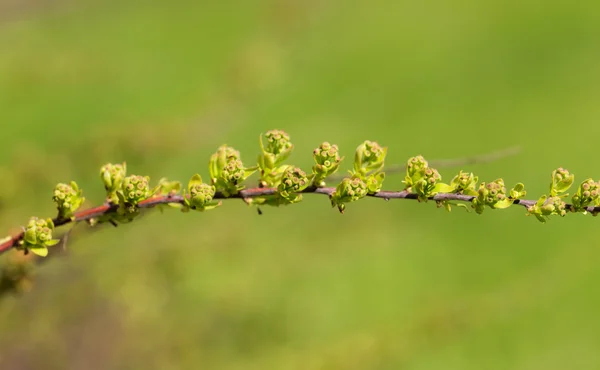 Erkeçsakalı Şubesi — Stok fotoğraf