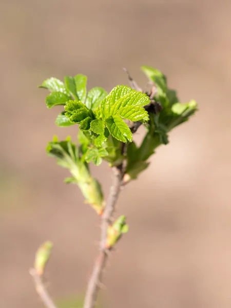 Yabani gül bahar — Stok fotoğraf