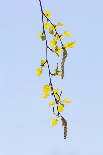 Rameau de bouleau avec bourgeons — Photo