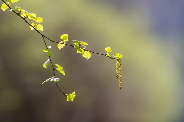 Bříza větev v popředí — Stock fotografie