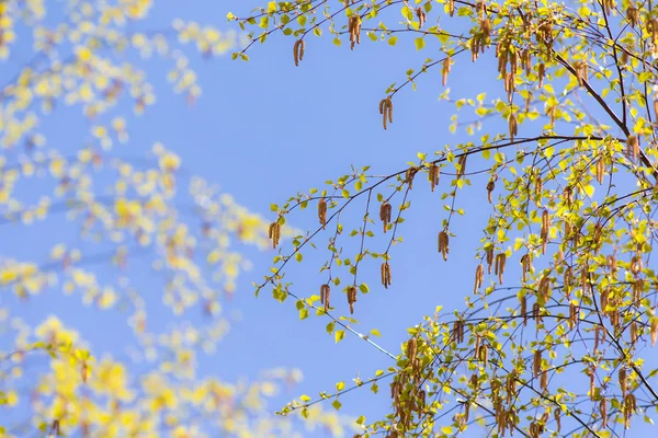 Branches de bouleau avec bourgeons — Photo