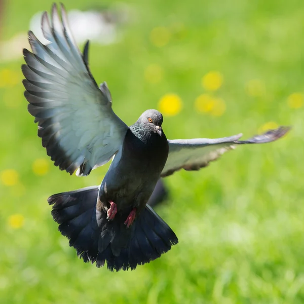 Retrato de uma pomba em voo — Fotografia de Stock