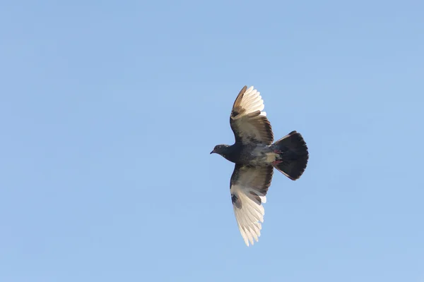 푸른 하늘에 비둘기 — 스톡 사진