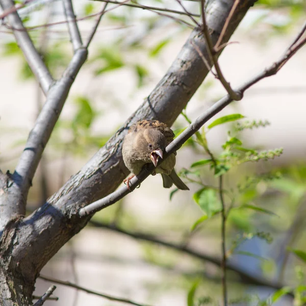 Sparrow op een boom — Stockfoto