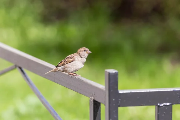 Portrait of a sparrow — Stock Photo, Image