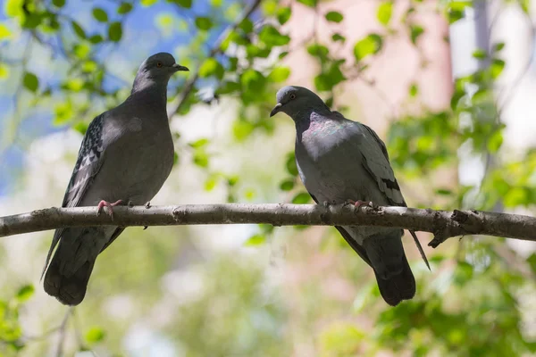 Duas pombas em um galho de árvore — Fotografia de Stock