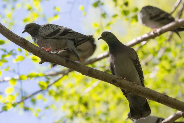 Doves on a tree branch — Stock Photo, Image
