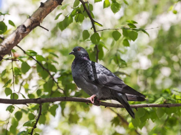 プロファイルで鳩の肖像画 — ストック写真