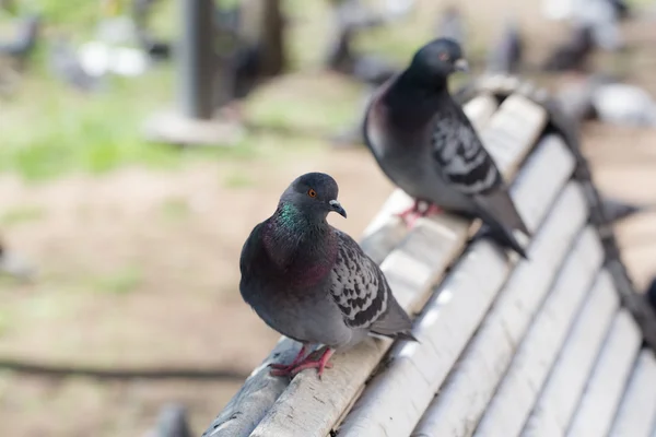 Iki gri güvercin — Stok fotoğraf