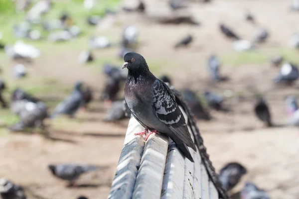 Pigeon on the bench — Stock Photo, Image