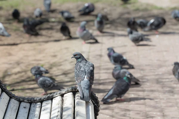 Flock of pigeons — Stock Photo, Image