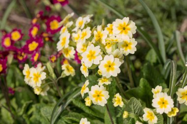 Baharda çiçek açan çuha çiçeği