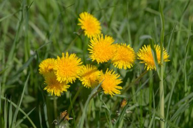Sarı dandelions bahar