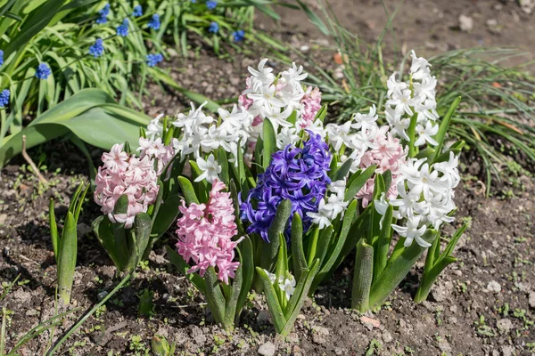 Hyacinths pada hari musim semi closeup — Stok Foto