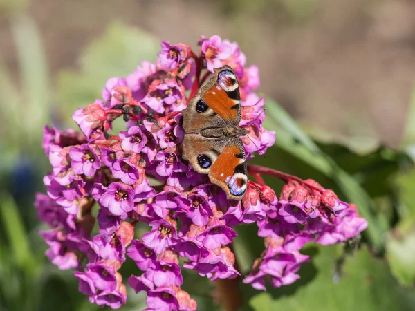 Mariposa roja en saxifrage floreciente — Foto de Stock