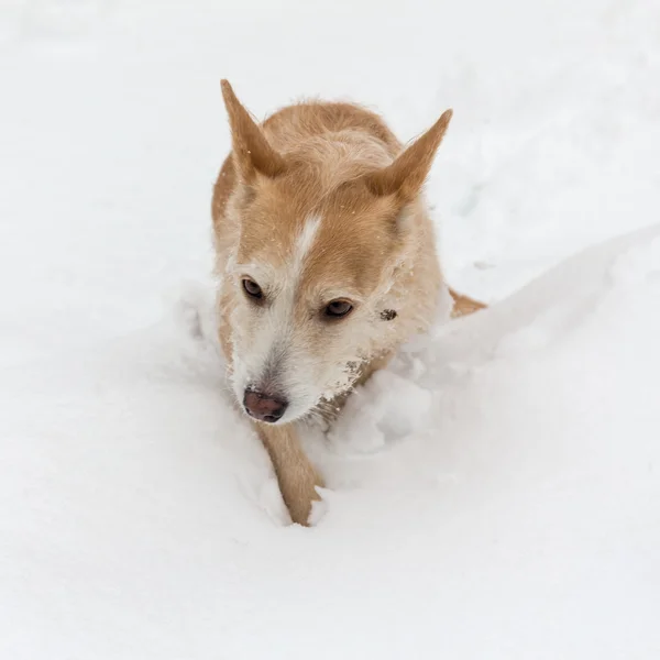 Dog runs through snowdrift — Stock Photo, Image