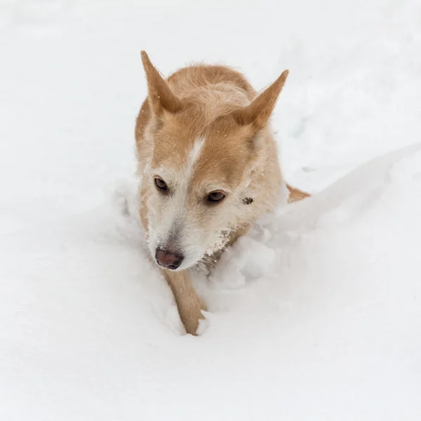 Hond loopt door sneeuwjacht — Stockfoto