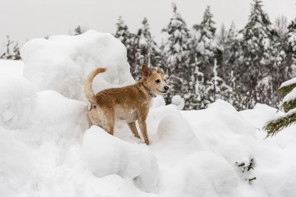 Perro en invierno — Foto de Stock