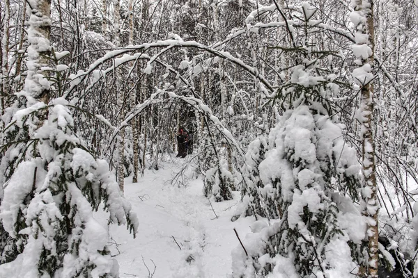 Paisagem na floresta de inverno — Fotografia de Stock