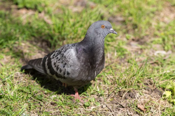 Grijze duif closeup — Stockfoto