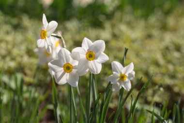 Beyaz narcissuses yakın çekim