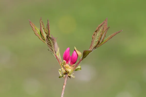 Rhododendrons in early bloom — Stock Photo, Image