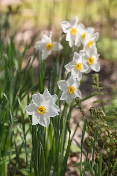 Narcisos en día de primavera —  Fotos de Stock