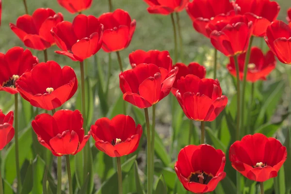 春の赤いチューリップ — ストック写真