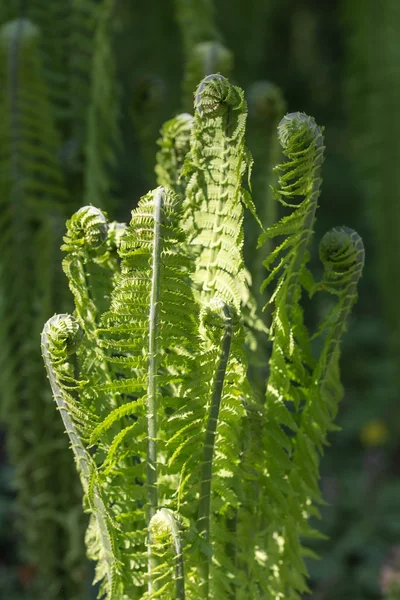 Samambaia verde de perto — Fotografia de Stock