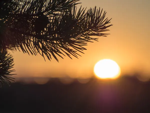 Pine branch in evening — Stock Photo, Image