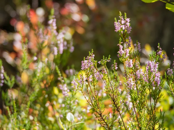 Heather in a sunny summer — Stock Photo, Image