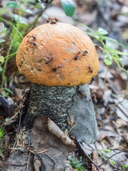 Close-up paddestoel en mieren — Stockfoto