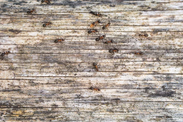 Ameisen auf dem Baum — Stockfoto