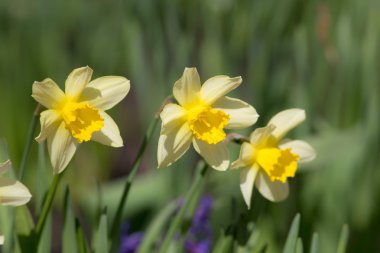 sarı narcissuses yakın çekim