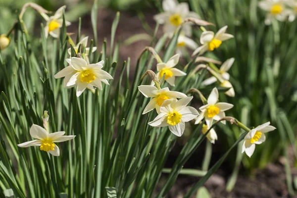 Narcisos blancos en primavera —  Fotos de Stock