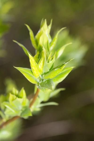 Folhagem de primavera verde — Fotografia de Stock