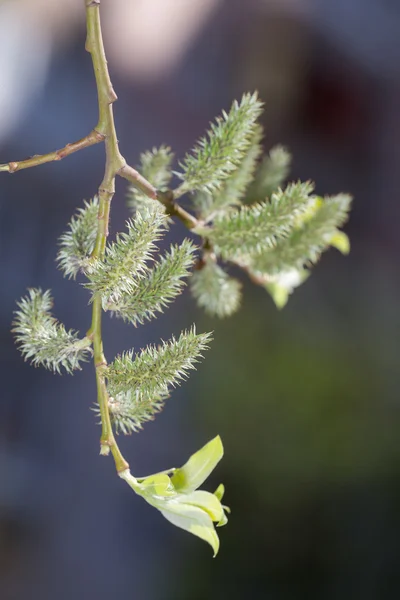 Green willow branch — Stock Photo, Image