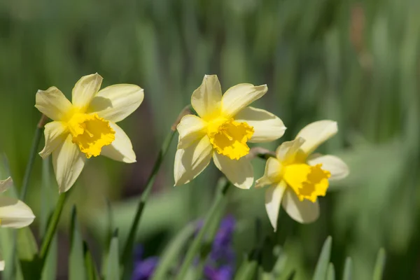 Narcisos amarillos de cerca —  Fotos de Stock