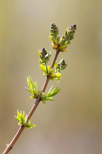 Våren gren närbild — Stockfoto