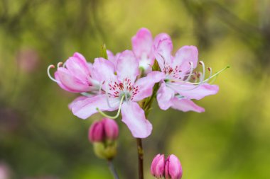 çiçekli ormangülü portre