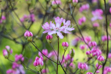 Bahar çiçekli ormangülü