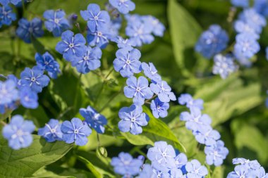Baharda çiçek açan omphalodes