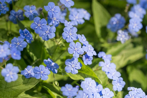 Omphalodes ανθοφορία την άνοιξη — Φωτογραφία Αρχείου