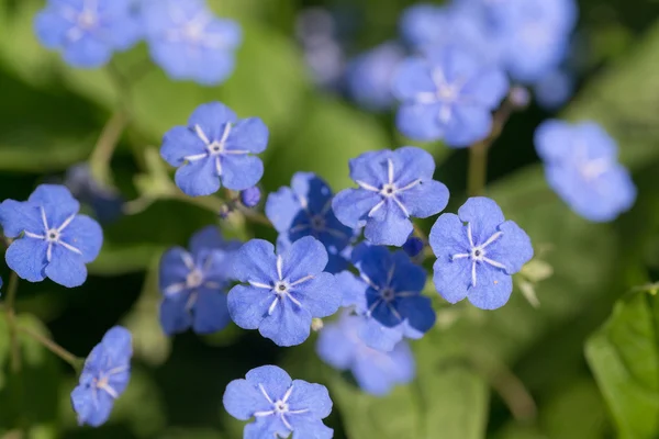 Omphalodes 봄 날에 — 스톡 사진