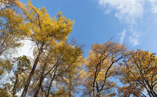 Autumn trees with yellow leaves — Stock Photo, Image