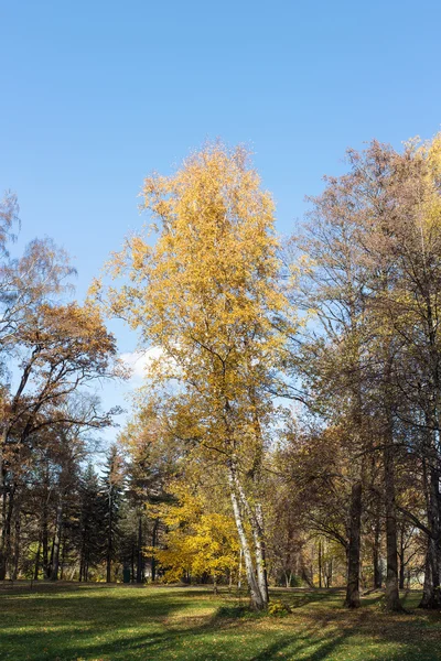 Park med höstträd — Stockfoto