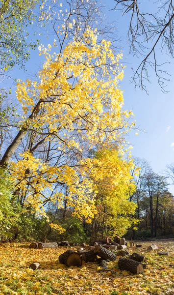 Autumn in park — Stock Photo, Image