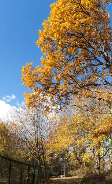 Carril en el parque de otoño —  Fotos de Stock
