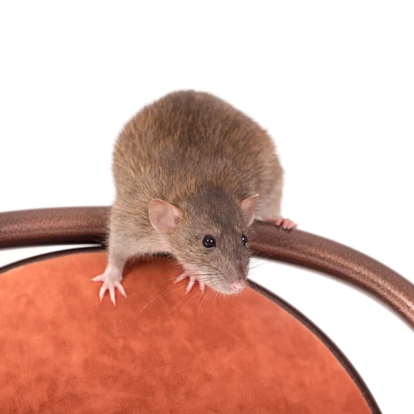 Portrait of a curious rat — Stock Photo, Image